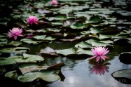 Kenilworth Aquatic Gardens Lily Lillies