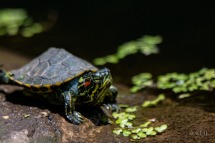 Kenilworth Aquatic Gardens Wildlife Turtle