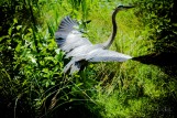 Kenilworth Aquatic Gardens Wildlife Bird