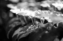 Meadowlark-Botanical-Gardens-20160424-_DSC4584-3